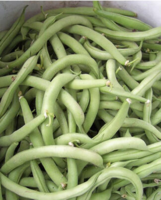 Contender Bean - St. Clare Heirloom Seeds