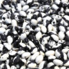 Bean - Calypso - Image 2