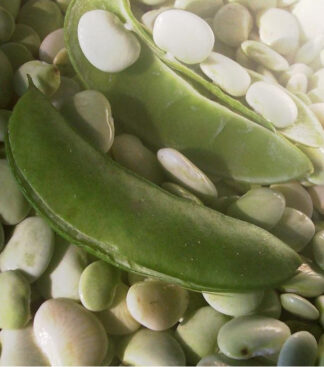 Bean, Lima - Henderson's Bush - St. Clare Heirloom Seeds