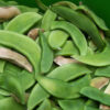 Bean, Lima - King of the Garden - St. Clare Heirloom Seeds