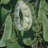 Bean, Lima - King of the Garden - St. Clare Heirloom Seeds