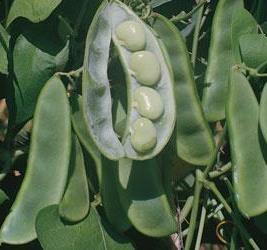 Bean, Lima - King of the Garden - St. Clare Heirloom Seeds