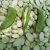 White Dixie Butterpea Lima Bean - St. Clare Heirloom Seeds