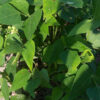 White Dixie Butterpea Lima Bean - St. Clare Heirloom Seeds