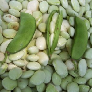 How to Store Unused Seeds: Proven Strategies for Saving Unused Seeds for Next Year’s Garden
