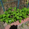 Bean, Pole - Kentucky Wonder - St. Clare Heirloom Seeds