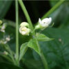 Bean - Organic Blue Lake Bush 274 String Bean - St. Clare Heirloom Seeds