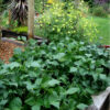 Bean - BluBean - Organic Blue Lake Bush 274 String Bean - St. Clare Heirloom Seedse Lake Bush 274 - St. Clare Heirloom Seeds