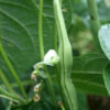Bean - Organic Blue Lake Bush 274 String Bean - St. Clare Heirloom Seeds