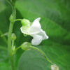 Bean - Organic Blue Lake Bush 274 String Bean - St. Clare Heirloom Seeds