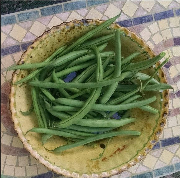 Bean - Organic Blue Lake Bush 274 String Bean - St. Clare Heirloom Seeds