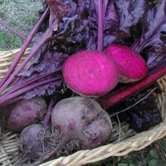 Beet - Bull's Blood - St. Clare Heirloom Seeds