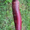 Beet - Cylindra - St. Clare Heirloom Seeds