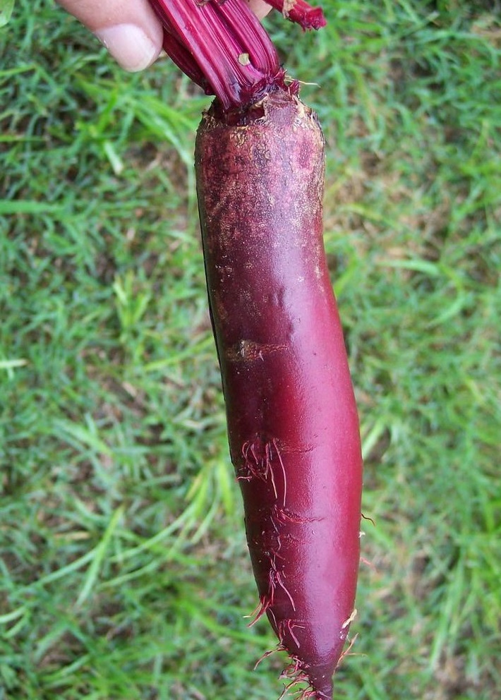 Beet - Cylindra - St. Clare Heirloom Seeds