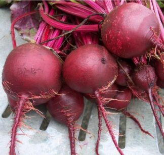 Beet - Detroit Dark Red - St. Clare Heirloom Seeds