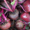 Beet - Detroit Dark Red - St. Clare Heirloom Seeds