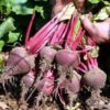Beet - Early Wonder Tall Top - St. Clare Heirloom Seeds