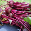 Beet - Ruby Queen - St. Clare Heirloom Seeds