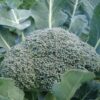 Broccoli - De Cicco - St. Clare Heirloom Seeds
