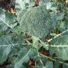 Green Sprouting Calabrese Broccoli - St. Clare Heirloom Seeds