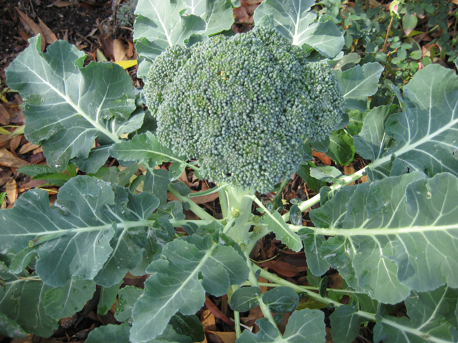 Green Sprouting Calabrese Broccoli - St. Clare Heirloom Seeds