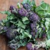 Purple Sprouting Broccoli - St. Clare Heirloom Seeds