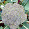 Waltham 29 Broccoli - St. Clare Heirloom Seeds