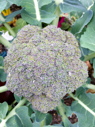 Waltham 29 Broccoli - St. Clare Heirloom Seeds