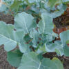Waltham 29 Broccoli - St. Clare Heirloom Seeds
