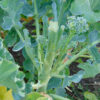 Waltham 29 Broccoli - St. Clare Heirloom Seeds