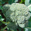 Waltham 29 Broccoli - St. Clare Heirloom Seeds