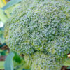 Waltham 29 Broccoli - St. Clare Heirloom Seeds