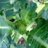 Waltham 29 Broccoli - St. Clare Heirloom Seeds