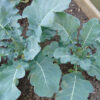 Waltham 29 Broccoli - St. Clare Heirloom Seeds