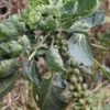 Catskill Brussels Sprouts - St. Clare Heirloom Seeds