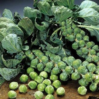 Catskill Brussels Sprouts - St. Clare Heirloom Seeds
