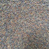 Brussels Sprouts Seeds