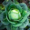 Cabbage - All Seasons - St. Clare Heirloom Seeds