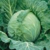 Copenhagen Market Cabbage - St. Clare Heirloom Seeds