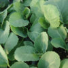 Copenhagen Market Cabbage - St. Clare Heirloom Seeds