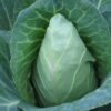 Early Jersey Wakefield Cabbage - St. Clare Heirloom Seeds