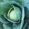 Early Round Dutch Cabbage - St. Clare Heirloom Seeds