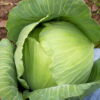 Late Flat Dutch Cabbage - St. Clare Heirloom Seeds