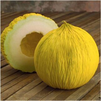 Casaba Golden Beauty Cantaloupe - St. Clare Heirloom Seeds