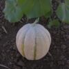 Iroquois Cantaloupe - St. Clare Heirloom Seeds