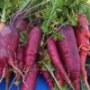 Atomic Red Carrot - St. Clare Heirloom Seeds