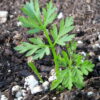 Atomic Red Carrot - St. Clare Heirloom Seeds