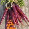 Cosmic Purple Carrot - St. Clare Heirloom Seeds