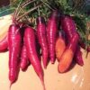 Cosmic Purple Carrot - St. Clare Heirloom Seeds