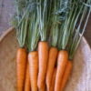 Carrot Danvers 126 - St. Clare Heirloom Seeds